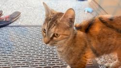 Found/Stray Unknown Cat last seen Near 12th dr se Mill creek, Mill Creek, WA 98012