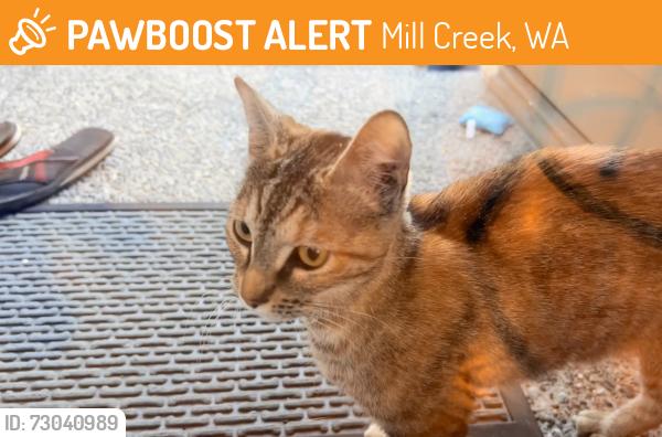 Found/Stray Unknown Cat last seen Near 12th dr se Mill creek, Mill Creek, WA 98012