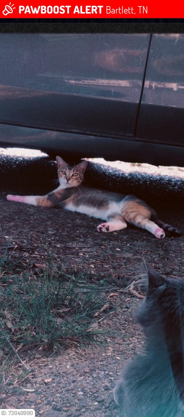 Lost Female Cat last seen Elmorepark, Bartlett, TN 38134