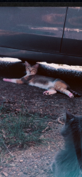 Lost Female Cat last seen Elmorepark, Bartlett, TN 38134