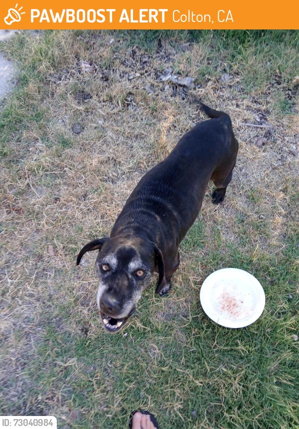 Found/Stray Male Dog last seen LAUREL AVE AND FAIRVIEW AVE , Colton, CA 92324