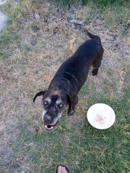 Found/Stray Male Dog last seen LAUREL AVE AND FAIRVIEW AVE , Colton, CA 92324