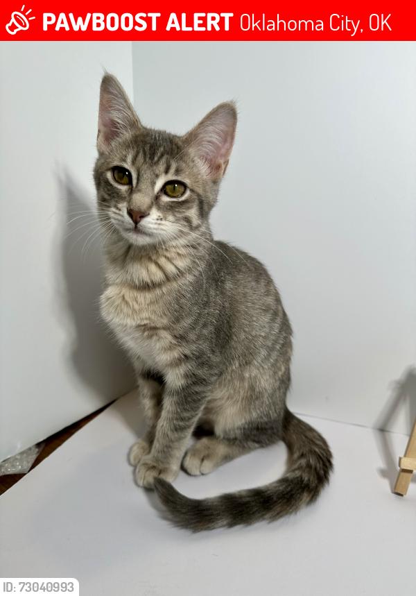 Lost Female Cat last seen Sooner and 134th, Oklahoma City, OK 73165