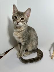 Lost Female Cat last seen Sooner and 134th, Oklahoma City, OK 73165