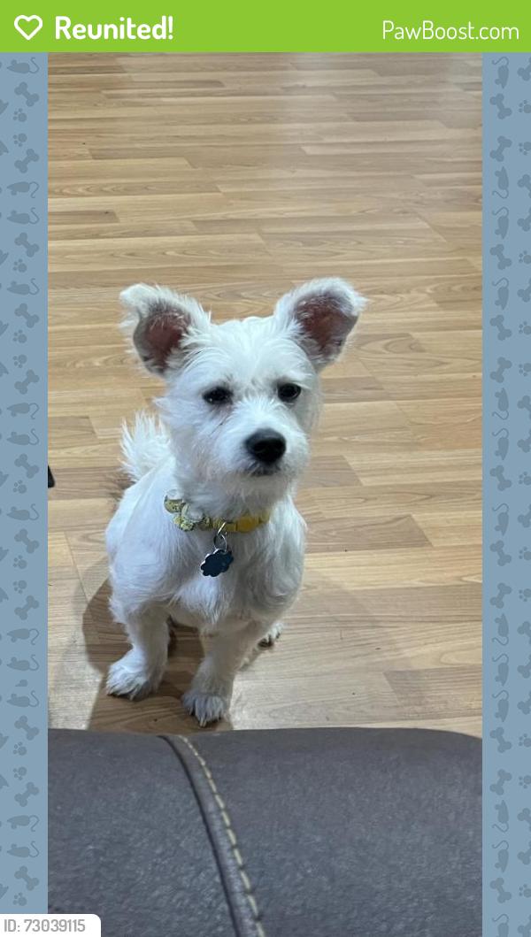Reunited Female Dog last seen Walt Stephens, Jonesboro, GA 30236