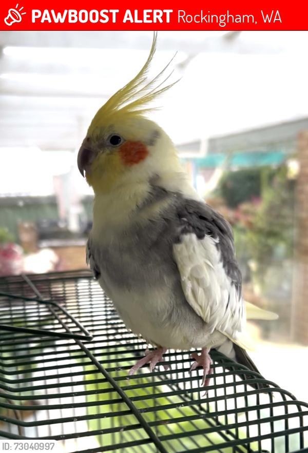 Lost Male Bird last seen Henry Street Council Avenue area, Rockingham, WA 6168