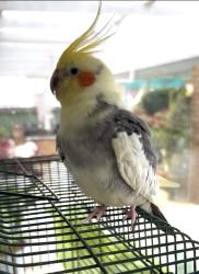 Lost Male Bird last seen Henry Street Council Avenue area, Rockingham, WA 6168
