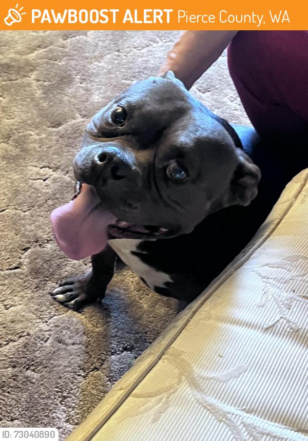 Found/Stray Male Dog last seen 112th St SW and Moana, Pierce County, WA 98498