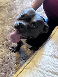 Found/Stray Male Dog last seen 112th St SW and Moana, Pierce County, WA 98498