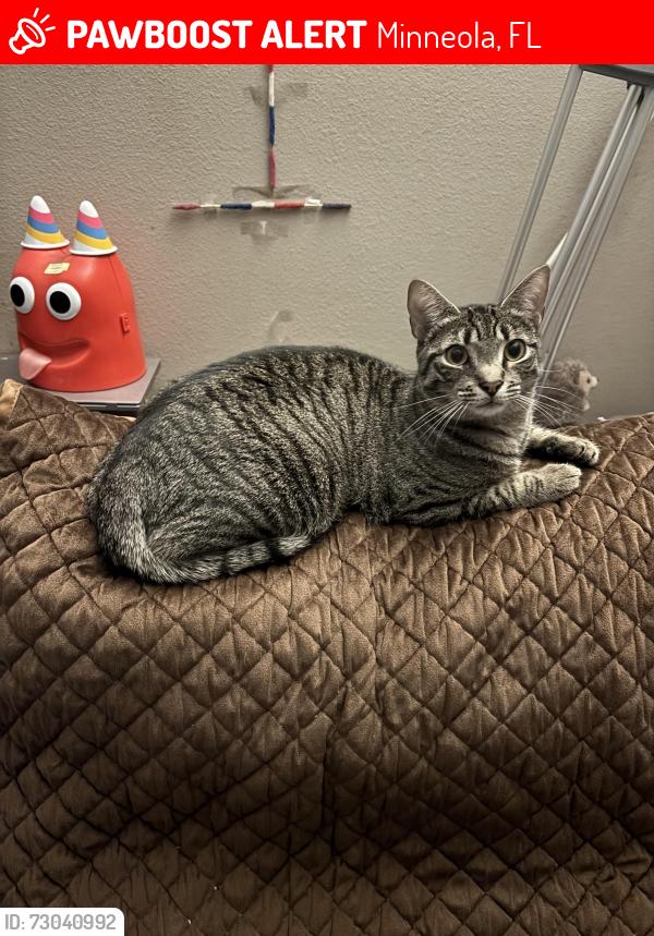 Lost Female Cat last seen Gentle breeze drive, Quail Valley off of 27 by the McDonald’s, Minneola, FL 34715