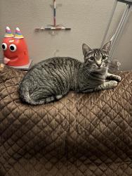 Lost Female Cat last seen Gentle breeze drive, Quail Valley off of 27 by the McDonald’s, Minneola, FL 34715