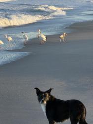 Lost Female Dog last seen Foster ave, Chicago, IL 60615