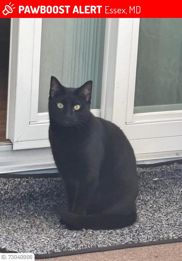 Lost Female Cat last seen Birch Rd and Tred Avon (between), Essex, MD 21221