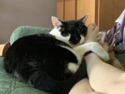 Lost Female Cat last seen Daisy St, Croydon Park, NSW 2133