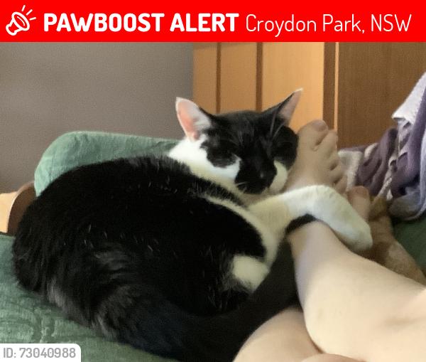 Lost Female Cat last seen Daisy St, Croydon Park, NSW 2133