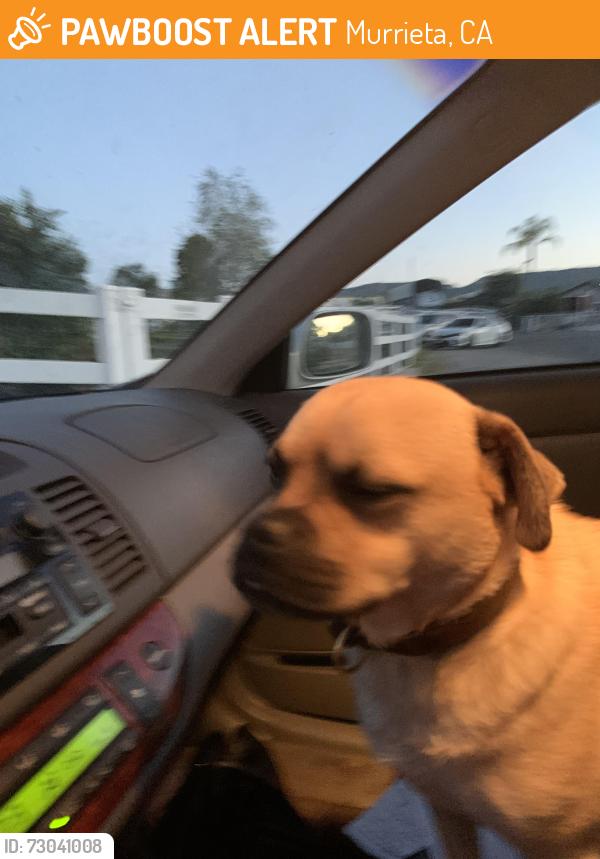 Found/Stray Unknown Dog last seen Adam’s and Los alamos, Murrieta, CA 92562