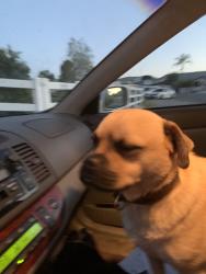 Found/Stray Unknown Dog last seen Adam’s and Los alamos, Murrieta, CA 92562