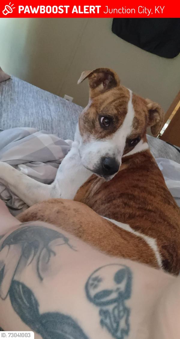 Lost Female Dog last seen Hogue holler, Junction City, KY 40440