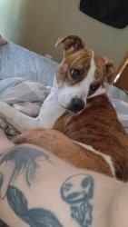 Lost Female Dog last seen Hogue holler, Junction City, KY 40440