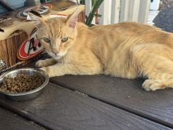 Found/Stray Male Cat last seen Cavalier Mobile ests, Oceanside, CA 92054