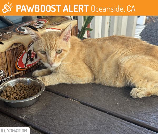 Found/Stray Male Cat last seen Cavalier Mobile ests, Oceanside, CA 92054