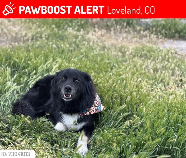 Lost Male Dog last seen By Walmart off Denver , Loveland, CO 80537