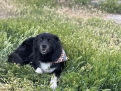 Lost Male Dog last seen By Walmart off Denver , Loveland, CO 80537