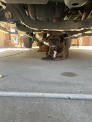 Lost Female Dog last seen N riverside ave Rialto , Rialto, CA 92377
