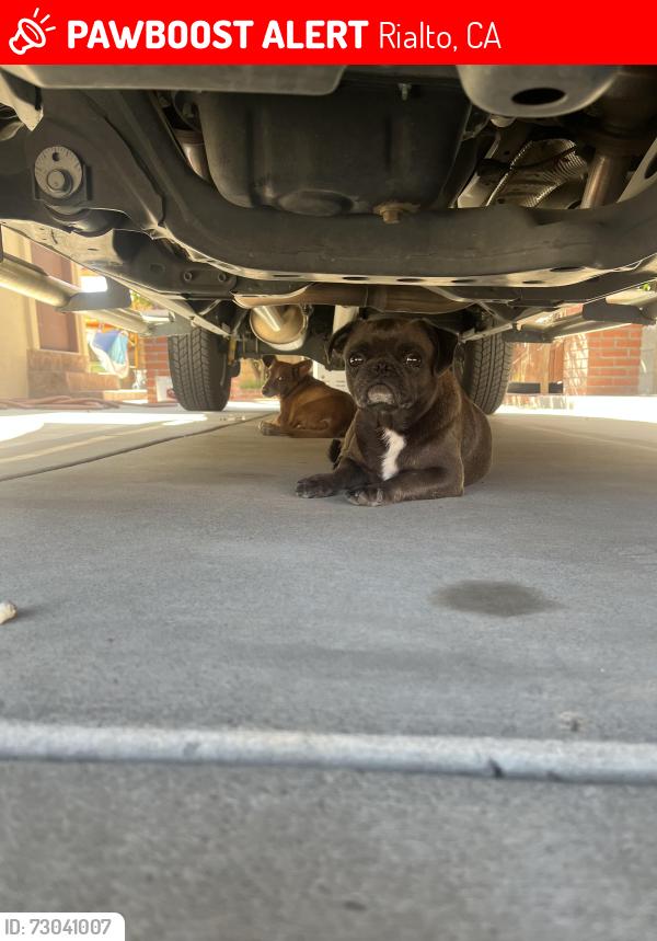 Lost Female Dog last seen N riverside ave Rialto , Rialto, CA 92377