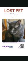Lost Male Cat last seen Galaxie avenue, Apple Valley, MN 55124