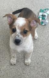 Shelter Stray Female Dog last seen Near Liverpool Dr, 75149, TX, 1650 Gross Rd, Mesquite, TX 75149, USA