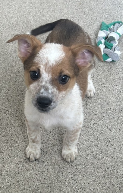 Shelter Stray Female Dog last seen Near Liverpool Dr, 75149, TX, 1650 Gross Rd, Mesquite, TX 75149, USA