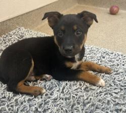Shelter Stray Male Dog last seen Near Liverpool Dr, 75149, TX, 1650 Gross Rd, Mesquite, TX 75149, USA