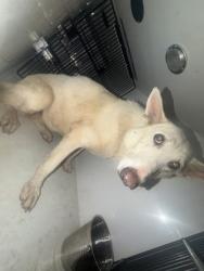 Shelter Stray Female Dog last seen Near AZALEA PATH, Fairburn, GA, 1251 Fulton Industrial Blvd NW, Atlanta, GA 30336, USA