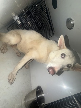 Shelter Stray Female Dog last seen Near AZALEA PATH, Fairburn, GA, 1251 Fulton Industrial Blvd NW, Atlanta, GA 30336, USA