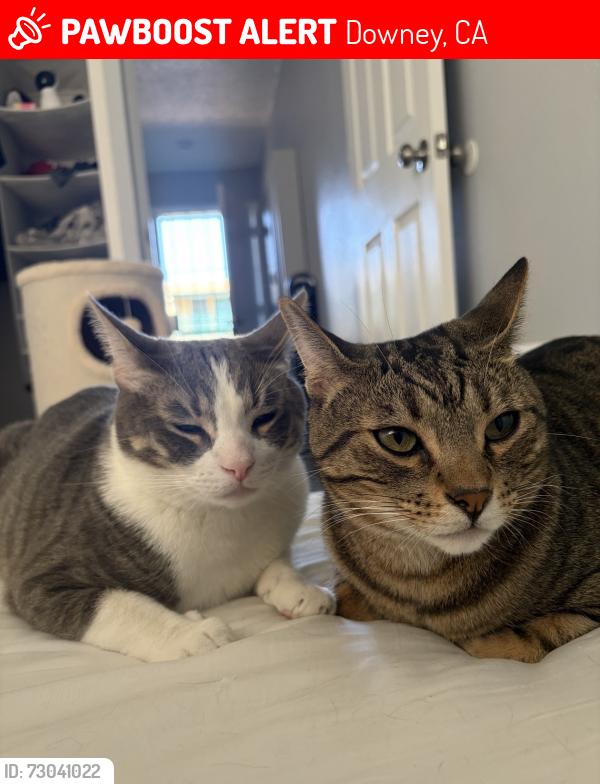 Lost Male Cat last seen 5th St & Parrot Ave, Downey, CA 90241