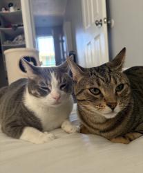Lost Male Cat last seen 5th St & Parrot Ave, Downey, CA 90241