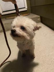 Reunited Male Dog last seen Longden and Foss Ave, Arcadia, CA 91006
