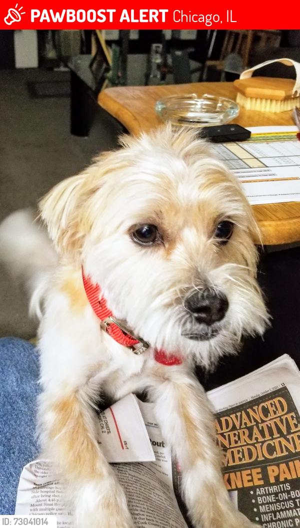 Lost Female Dog last seen 95TH &Emerald , Chicago, IL 60628