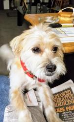 Lost Female Dog last seen 95TH &Emerald , Chicago, IL 60628