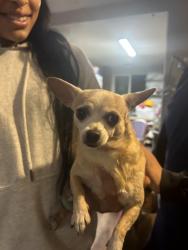 Found/Stray Female Dog last seen Watsonville airport, Watsonville, CA 95076