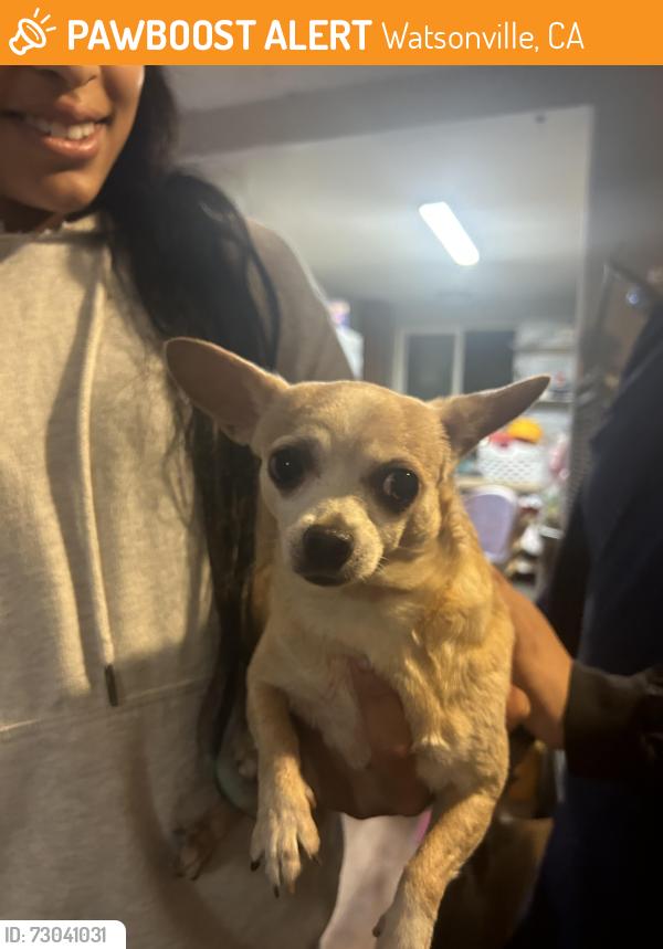Found/Stray Female Dog last seen Watsonville airport, Watsonville, CA 95076
