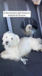 Reunited Male Dog last seen Near Dumond Dr, Fontana, CA 92335, USA, Fontana, CA 92335