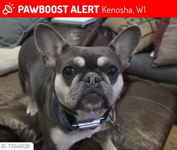 Lost Female Dog last seen 63rd street kenosha, Kenosha, WI 53142