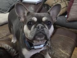 Lost Female Dog last seen 63rd street kenosha, Kenosha, WI 53142