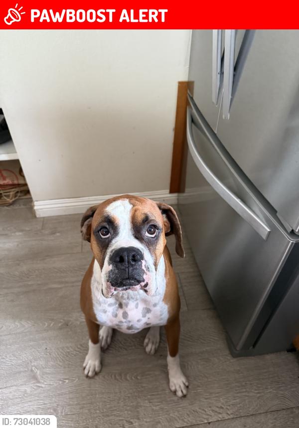 Lost Male Dog last seen Bushard and atlanta, Huntington Beach, CA 92646