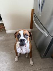 Lost Male Dog last seen Bushard and atlanta, Huntington Beach, CA 92646