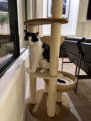 Found/Stray Male Cat last seen Twain Ave and Tenaya Way, Las Vegas, NV 89103