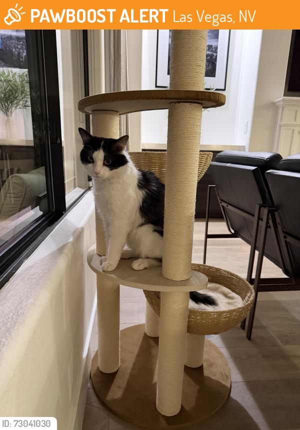 Found/Stray Male Cat last seen Twain Ave and Tenaya Way, Las Vegas, NV 89103