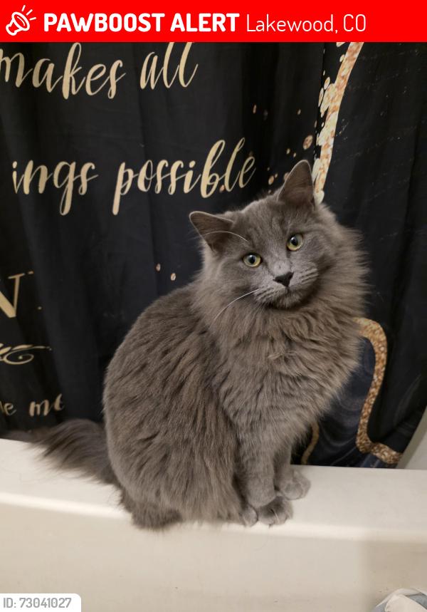 Lost Male Cat last seen Upham, Lakewood, CO 80214